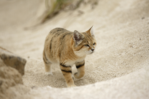 <p>The elusive and captivating sand cat, a species that inhabits some of the planet's most arid environments, has been thrust into the spotlight due to recent research revealing their remarkable and expansive home ranges.</p>