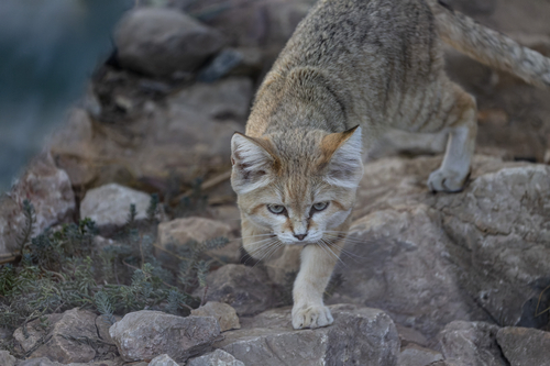 <p>Sand cats pose a beguiling paradox: their capacity for ruthlessness as predators, evidenced by their diet of small mammals (including gerbils), reptiles, and birds , contrasts with their endearing appearance and vulnerability to wider environmental shifts.</p>