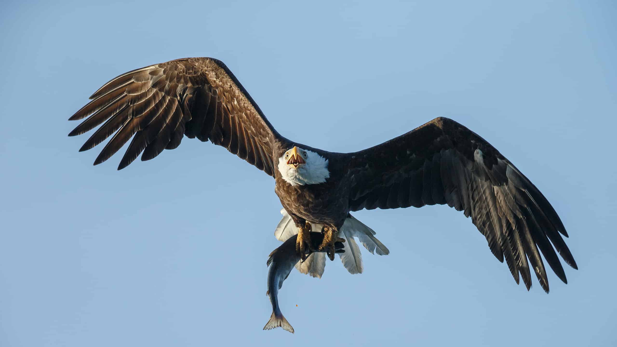Discover 5 Meanings and Signs of Seeing a Bald Eagle