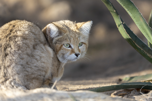 <p>Larger ranges could indicate that the population is smaller than once thought, thus warranting a reassessment. These desert dwellers also face threats from climate change, diseases from domestic cats, and the illegal pet trade.</p>
