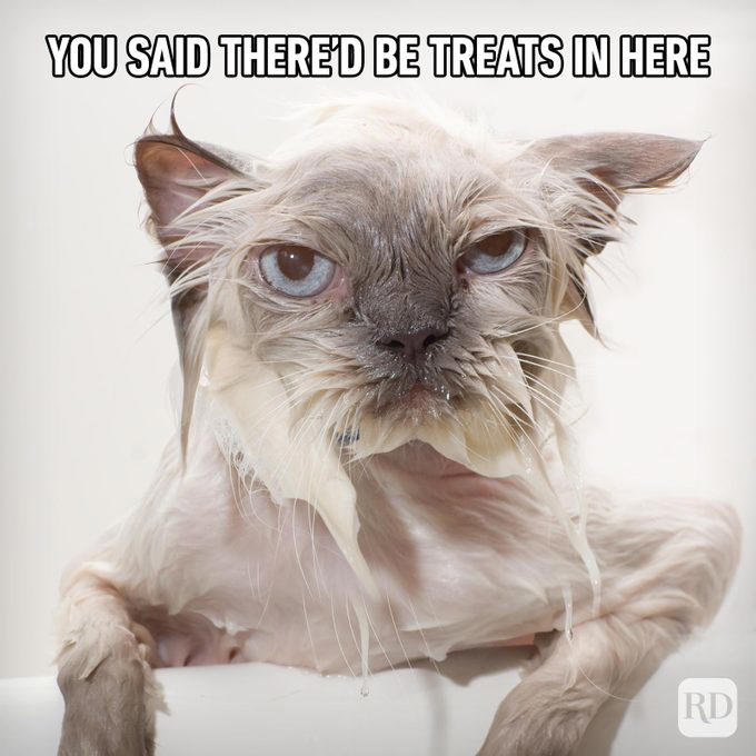 71 Hilarious Cat Memes You Will Laugh at Every Time