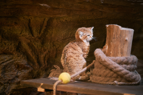 <p>The implications of this research are profound for the sand cat's conservation status, currently listed as "Least Concern" by the International Union for Conservation of Nature (IUCN).</p>