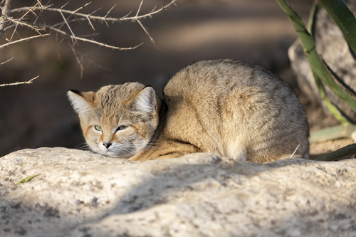 <p>Urs Breitenmoser, co-chair of the IUCN SSC Cat Specialist Group, welcomes the new research on the "understudied cat species." He thinks it will be helpful in the ongoing reassessment of the sand cat's listing. However, he warns that the study only covers one area on the far western edge of the sand cat's extensive range.</p>