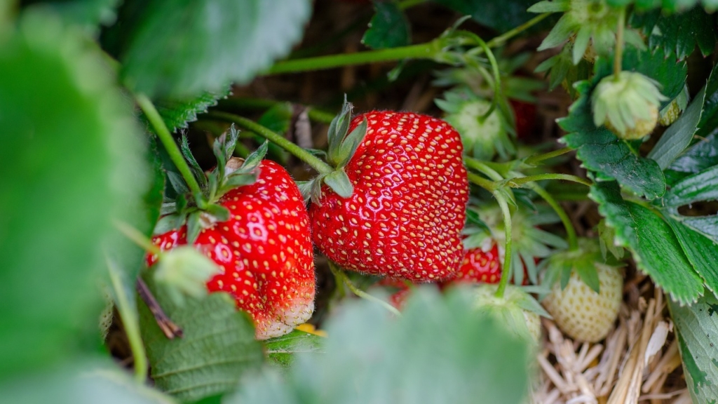 warum du unbedingt diese knollenpflanze zwischen erdbeeren pflanzen solltest