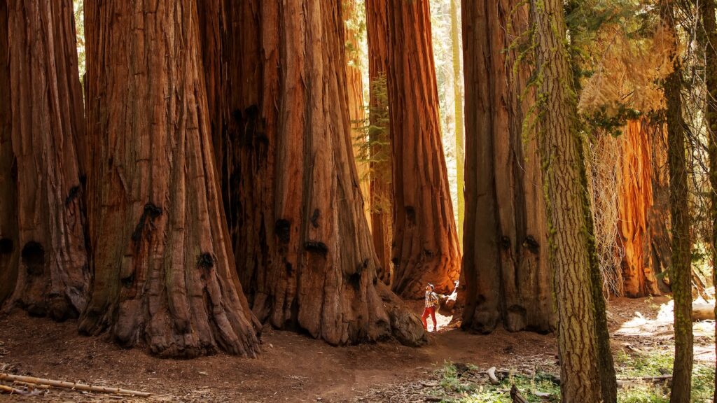 <p>After Big Sur, it’s time to cross inland to take in the Sierra Nevada mountains and check out a few more massive trees at Sequoia National Park. While the Redwoods hold the crown for the tallest trees, Sequoia holds the title for the largest trees, with these massive conifers measuring over 100 feet around!</p><p>Take a hike on any of the numerous trails that wind through these giant trees, or head up to the Alta Peak trail for stunning views of the Sierras.</p>