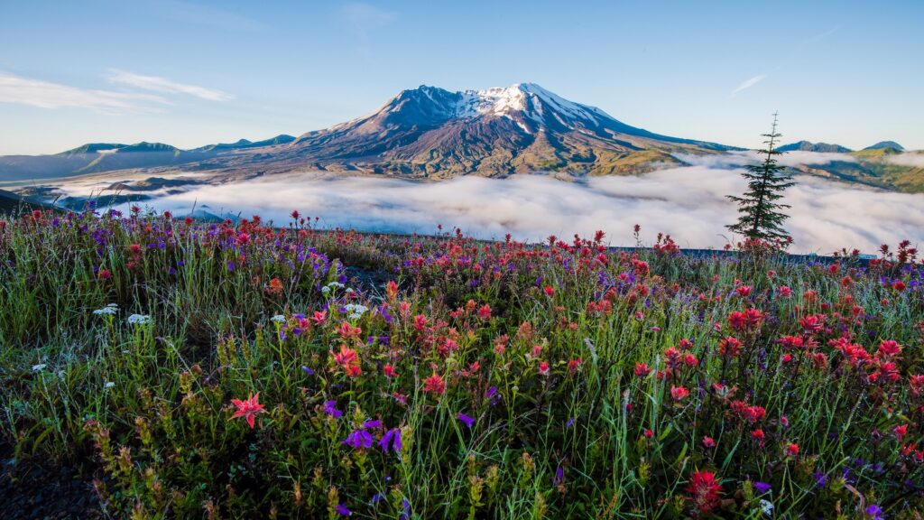 <p>Up until May 18, 1980, Mt. St. Helens looked like many of the Pacific Northwest volcanoes, standing at just under 10,000 feet tall. On that date, a catastrophic eruption forever changed the mountain and surrounding landscape, as the entire side of the mountain was obliterated, and ash was rained down across the entire Pacific Northwest.</p><p>Today, climbers make their way up to the crater rim, which stands 1,600 feet lower than the previous summit. The visitor center overlooks this gaping crater, which gives you a unique perspective on the power required to transform this mountain into its current state.</p>
