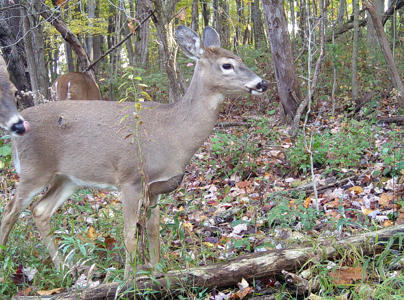 Chronic wasting disease: Death of 2 hunters in US raises fear of 