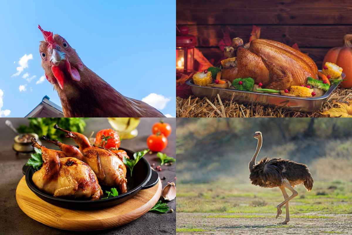 aves comestibles, cuáles son y cómo se cocinan