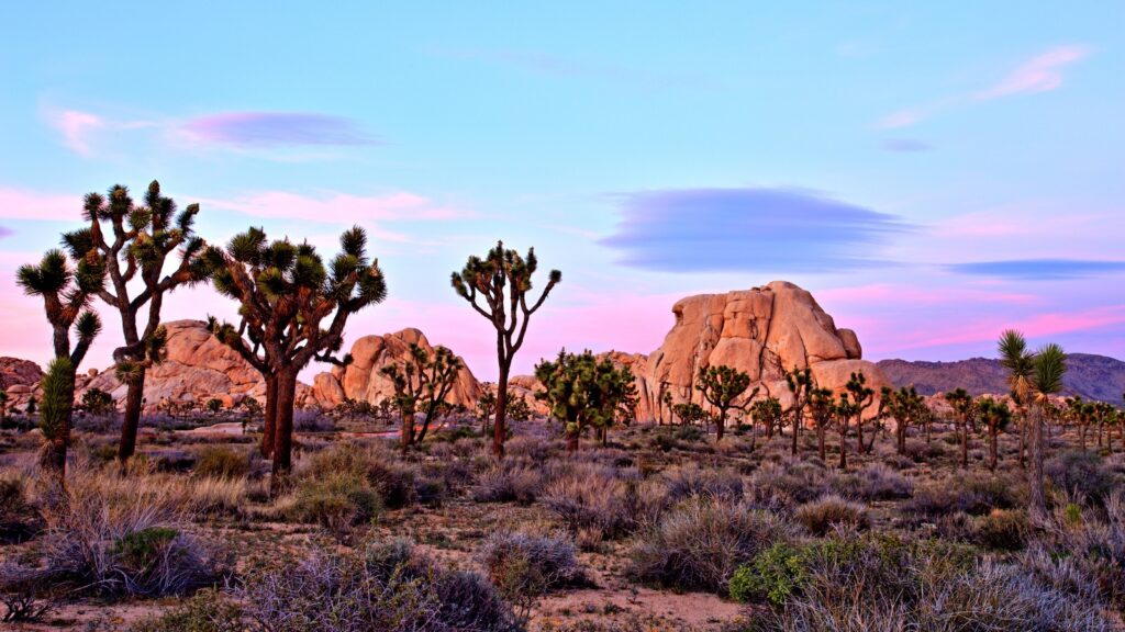<p>It’s time to make one climate shift as we head further south from the mountains of the Sierras to the vast deserts of southern California. Joshua Tree National Park sits outside of Los Angeles and has been a mecca for decades for adventurers looking to get out in the desert and among these unique-looking trees.</p><p>The area is filled with remote campgrounds and quirky rental homes, so whatever your style, there are plenty of places to stay.</p>