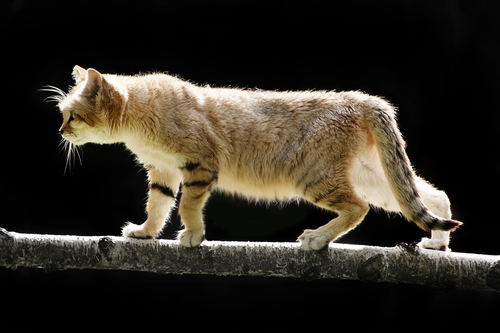 <p>The sand cat's ability to survive without freestanding water by extracting moisture from its prey, coupled with its unique paw structure covered in fur to shield against scorching sand, makes it a master of desert life.</p>