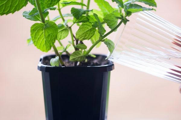 How to Grow Mint From Cuttings [Growing Mint in Pots]