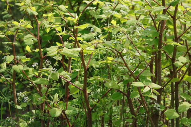 Interactive map reveals Japanese knotweed hotspots in Lancashire