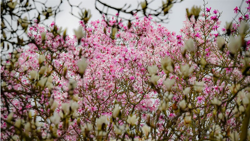 blossoms lost from landscape inspire street names