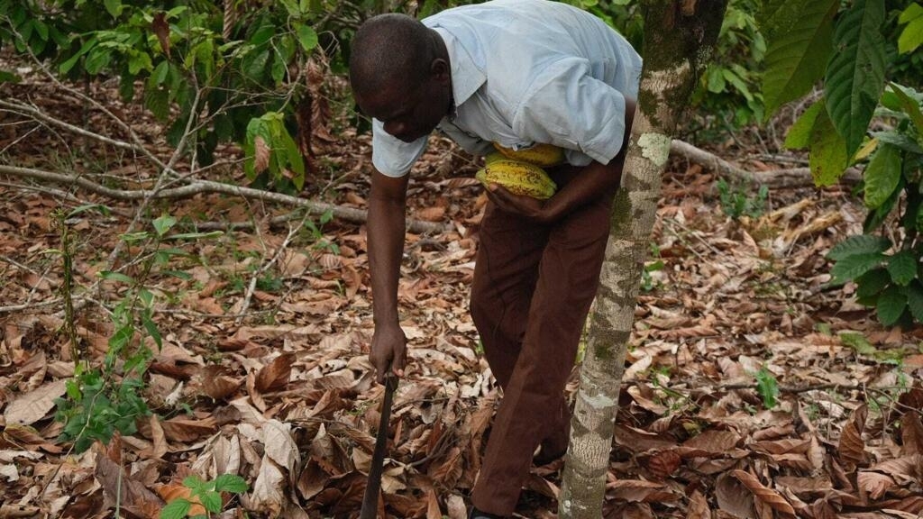 en côte d’ivoire, l’interminable combat des planteurs de cacao