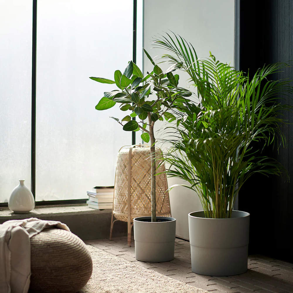 ni geranios ni lavandas: la planta más elegante para decorar tu terraza es esta de ikea