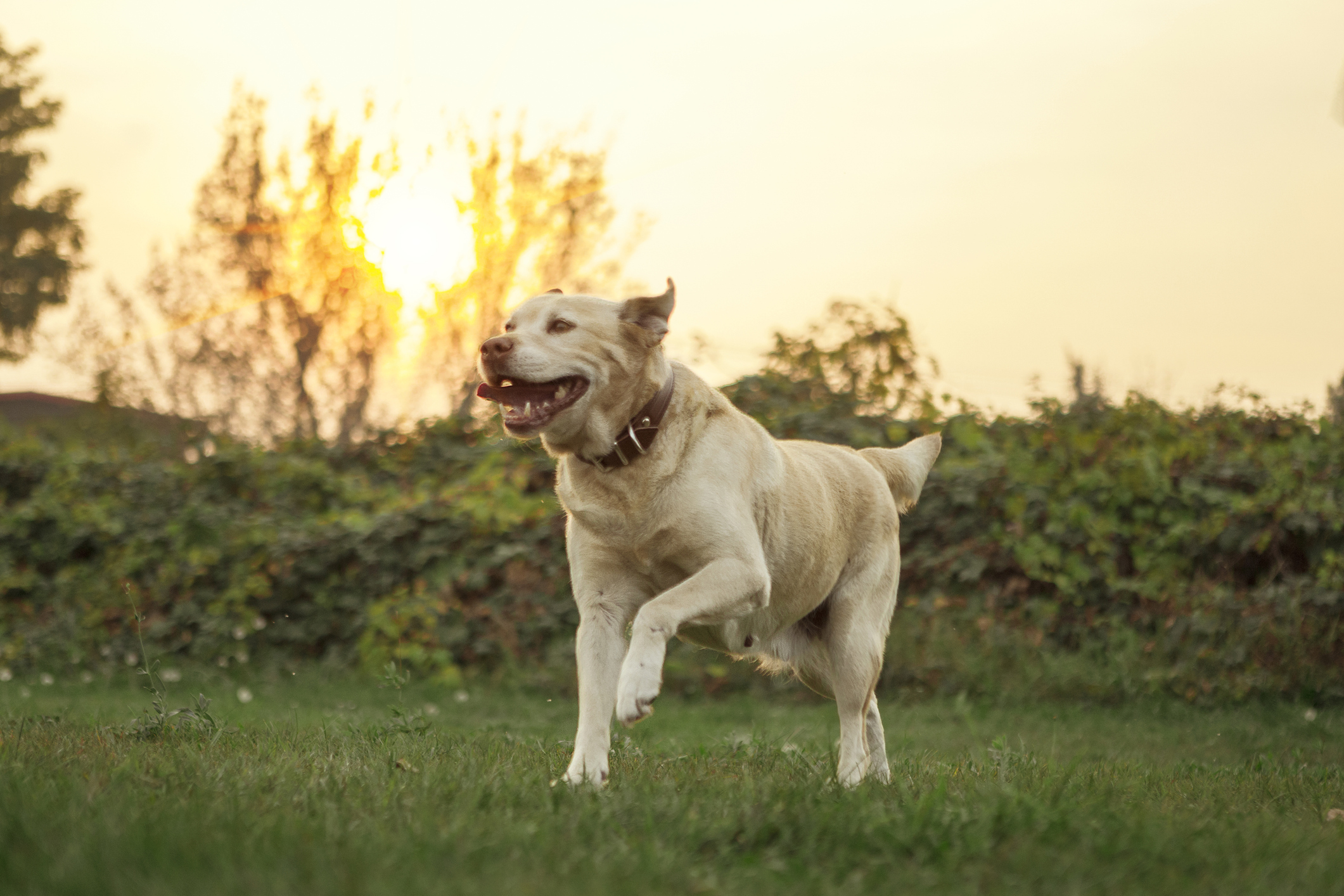 an arthritis drug helps old dogs, but some owners worry about side effects