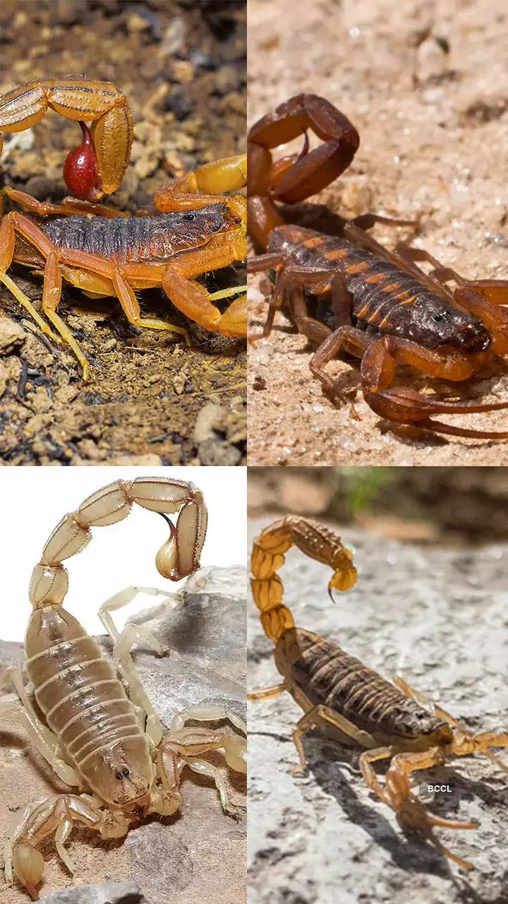 World's most dangerous scorpions