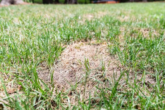 5 mistakes you should never make when fertilizing your lawn, a pro warns