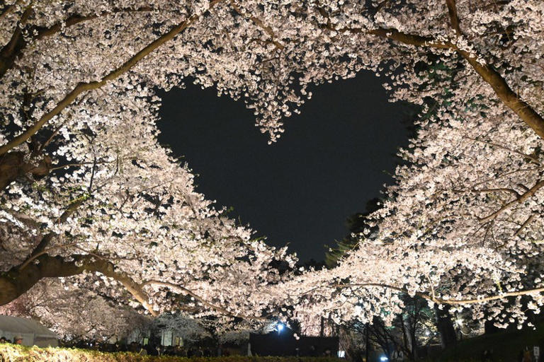 Japan Photo Journal: Pink Heart Made By Famed North Japan Castle Park 