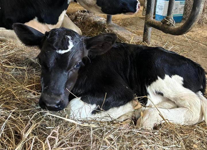 Dairy farm over the moon with calf's unique marking