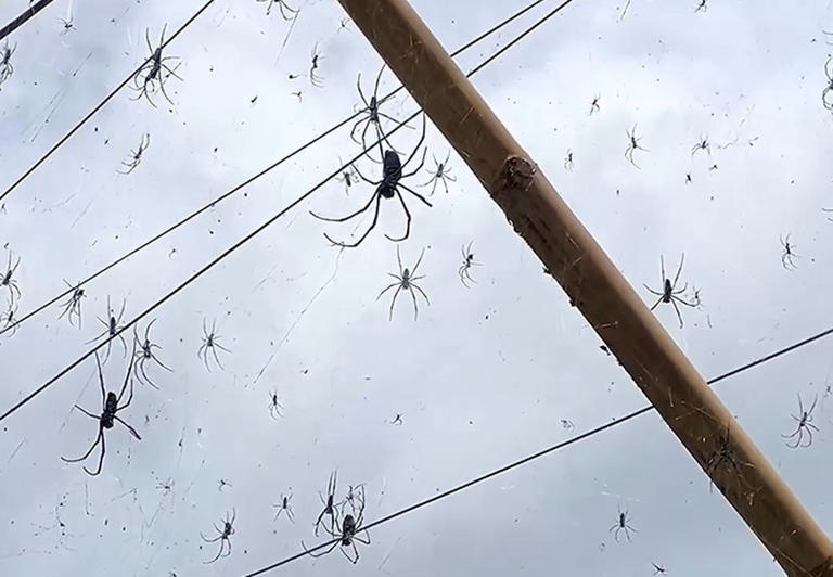 Terrifying footage. A wall covered in spiderwebs with hundreds of spiders.