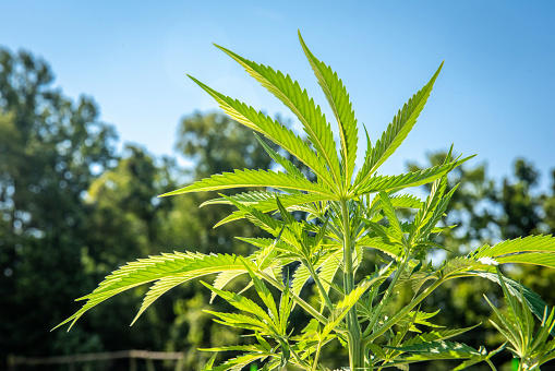 File image of a hemp plant, producing cannabis