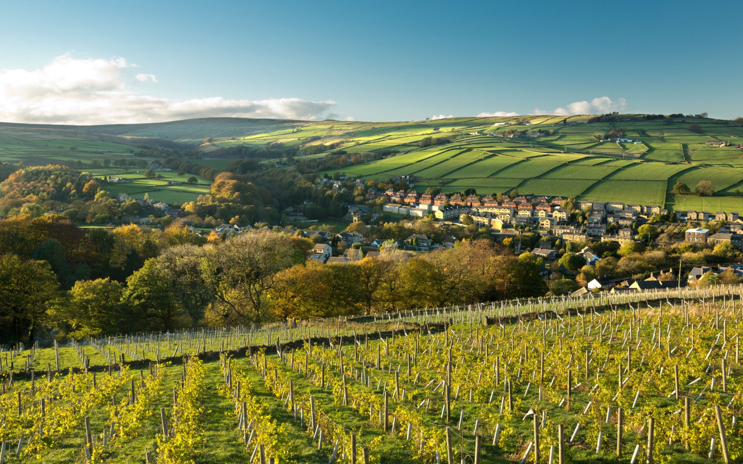 wines from the north of england and scotland are the future, french experts say