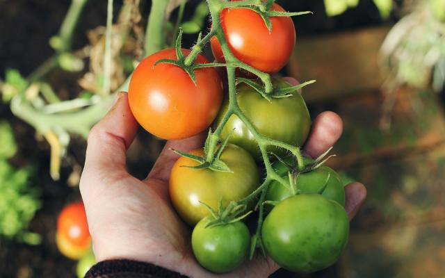 zastosuj ten nawóz przed posadzeniem pomidorów! będą rosły jak szalone i ugną się od warzyw [6.05.2024 r.]