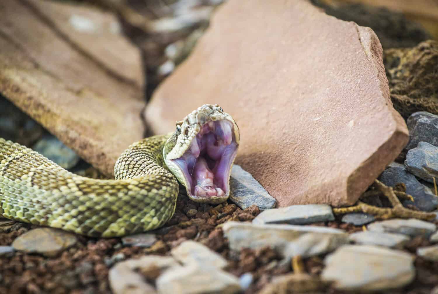 These States Have the Most Snake Bites in America