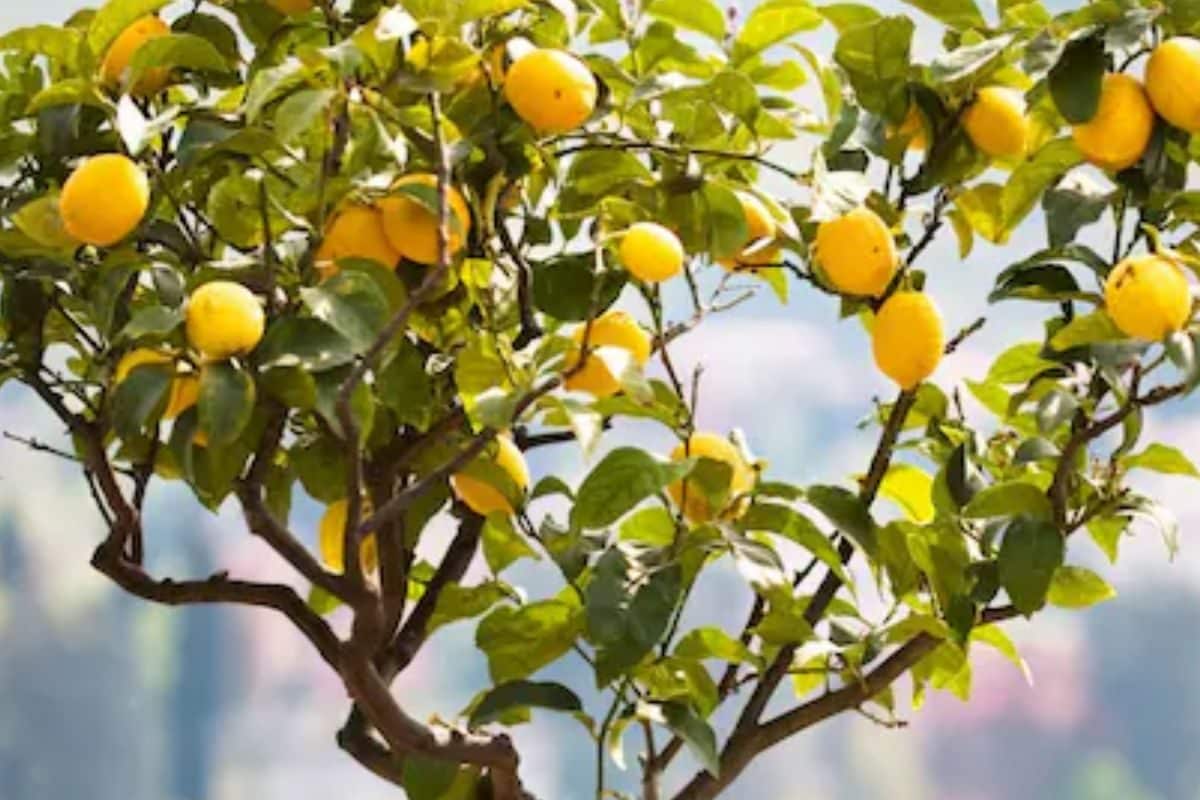 how to, how to grow lemon plant in a pot at home this summer