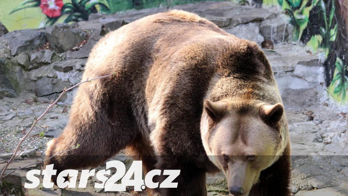 medvěd vyděsil slováky: smrtící útok na dobytek v blízkosti domů