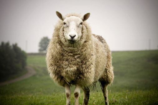 una oveja acabó con la vida de un matrimonio en una granja de nueva zelanda