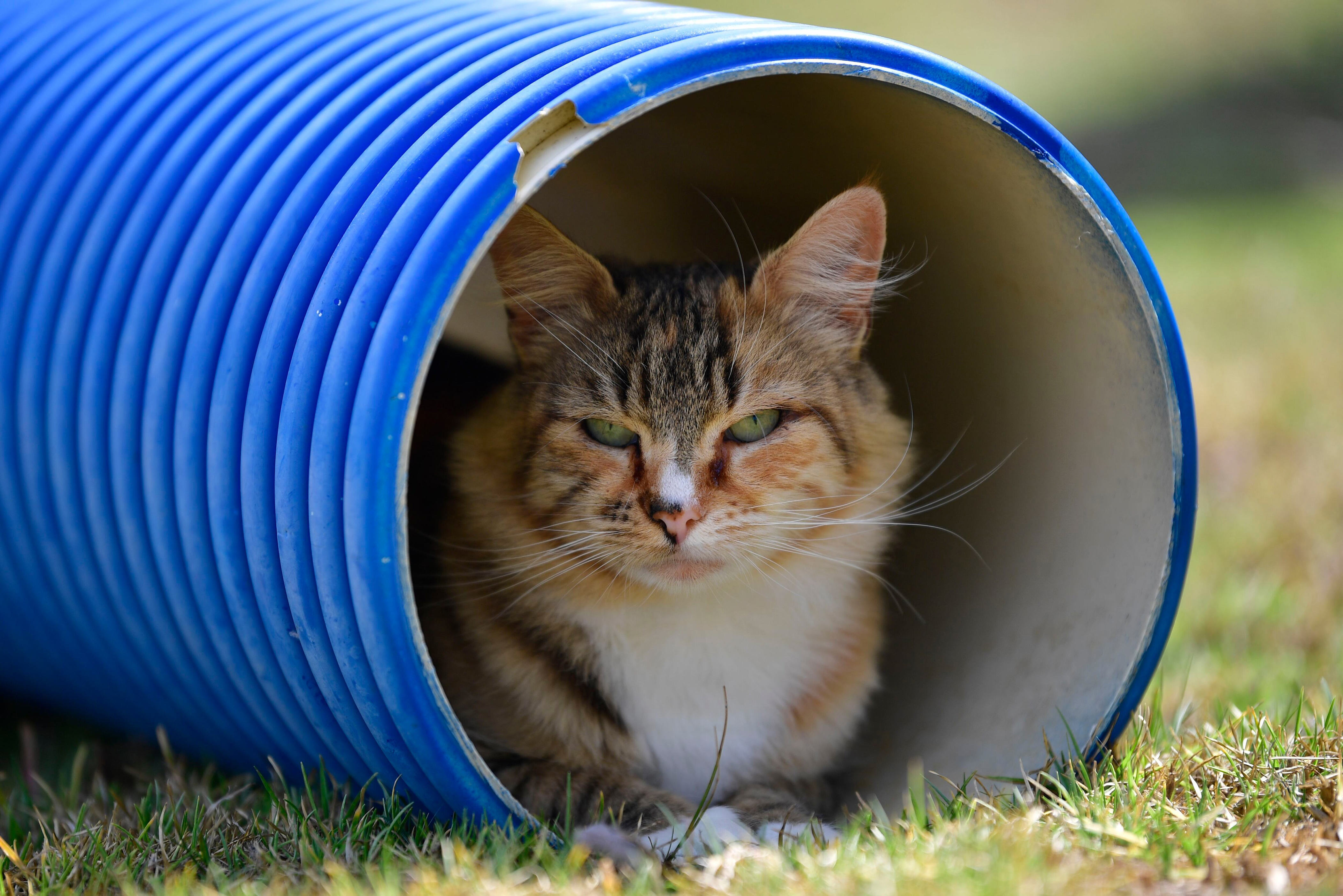 el refugio en boyacá que acoge gatos con leucemia e inmunodeficiencia felina (vídeo)