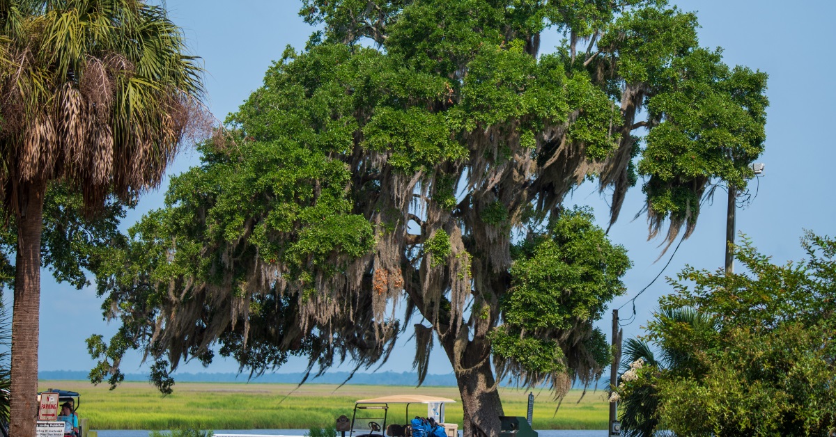 <p> Daufuskie Island is an excellent place to stay if you want to unwind in a more laid-back beach town. </p> <p> Explore the town’s art galleries, take a walking tour to learn more about its history, or take a boat off the coast to check out the unique wildlife in the area. </p> <p>  <a href="https://financebuzz.com/retire-early-quiz?utm_source=msn&utm_medium=feed&synd_slide=7&synd_postid=17887&synd_backlink_title=Retire+Sooner%3A+Take+this+quiz+to+see+if+you+can+retire+early&synd_backlink_position=5&synd_slug=retire-early-quiz"><b>Retire Sooner:</b> Take this quiz to see if you can retire early</a>  </p>