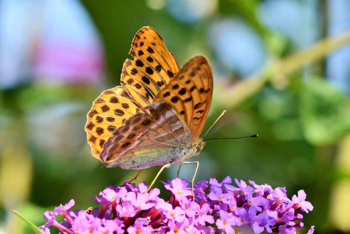 desvelan el sencillo truco para lograr que tu jardín o parcela se llene de mariposas