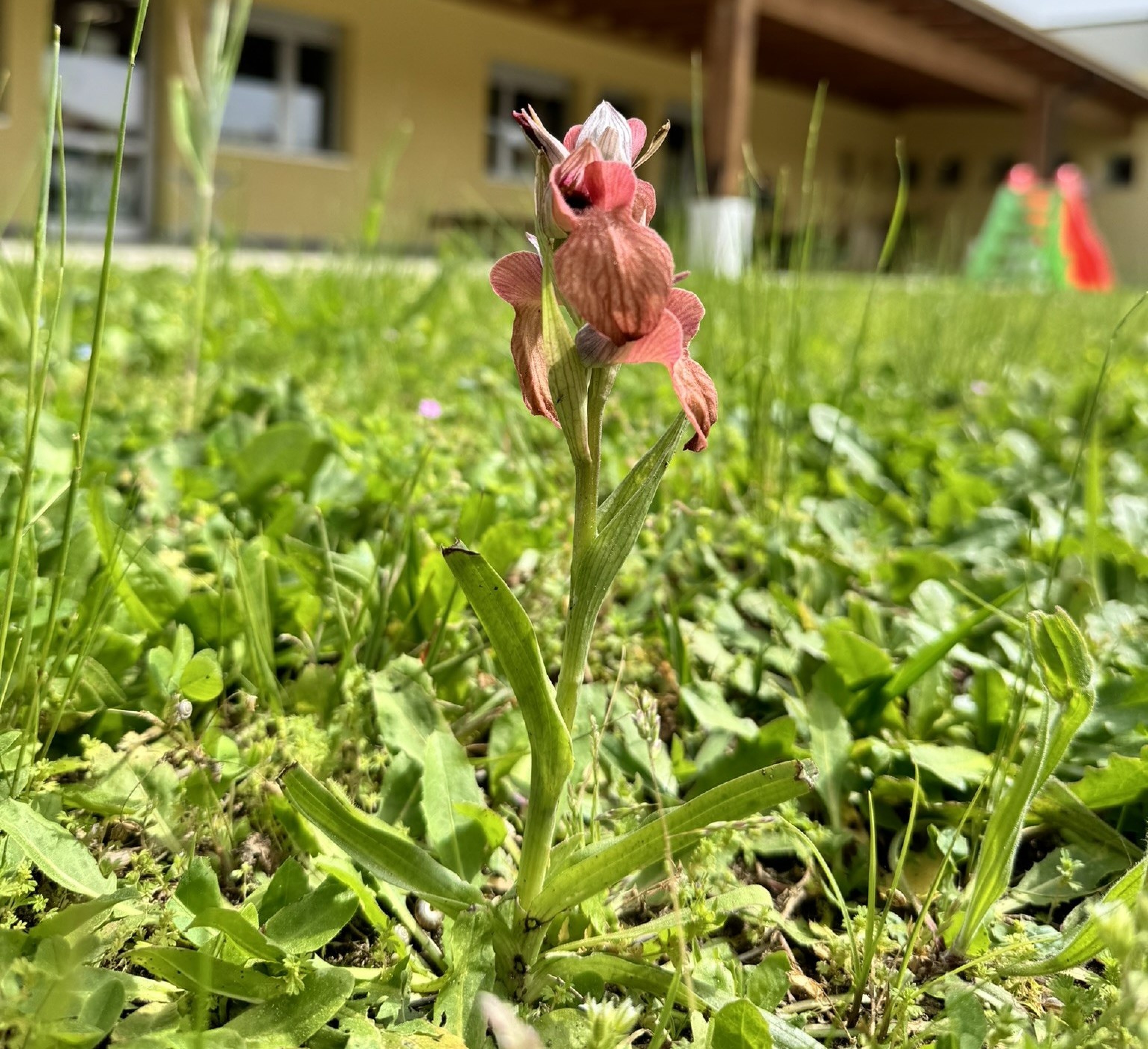 rara orchidea scoperta nel giardino di una scuola in versilia