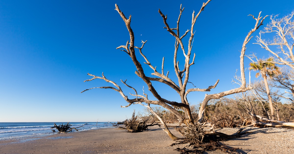 <p> Another island escape in South Carolina is Edisto Island, where you can get a boat or try a fishing charter to get the catch of the day, including crab and shrimp. </p> <p> You can also try exploring the shops and galleries in the area that feature local artists to see different works. </p>