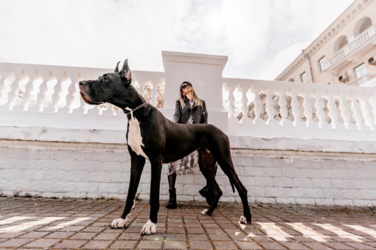 10 Largest Dog Breeds In the World