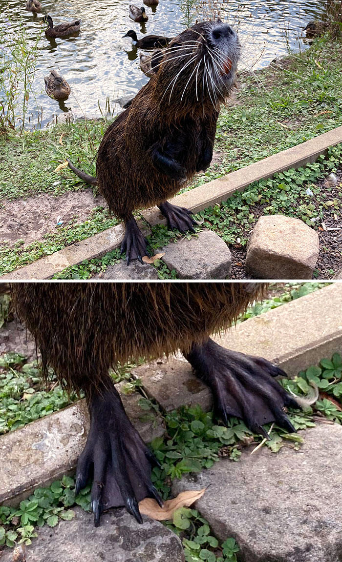 50 Of The Most Unique Feet Among The Animal Kingdom