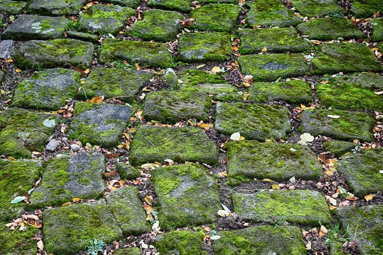 8 cara ampuh hilangkan lumut pada paving blok agar tidak licin