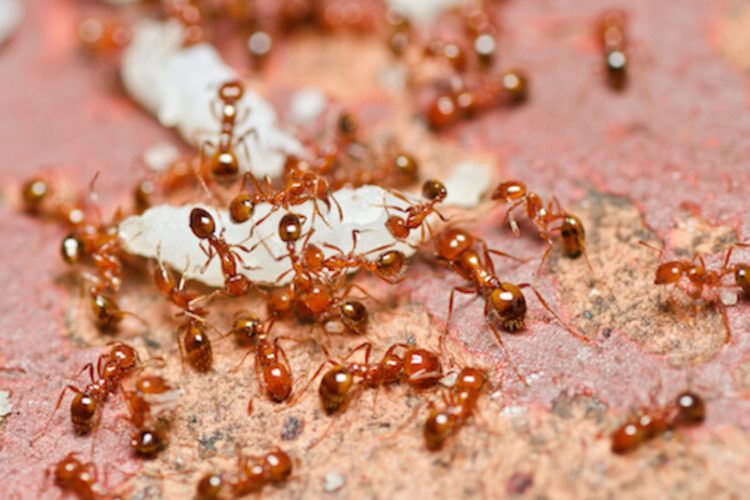 cara ampuh mengusir semut merah kecil di rumah, pakai 1 bahan dapur ini
