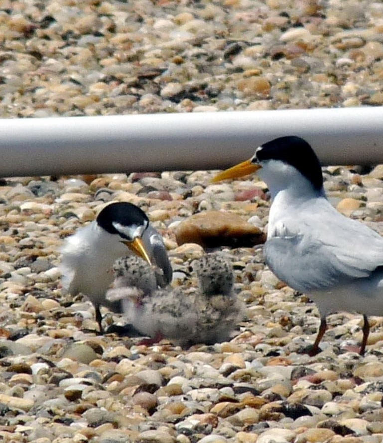 Up on the roof: Here's how to protect seabirds and shorebirds ...