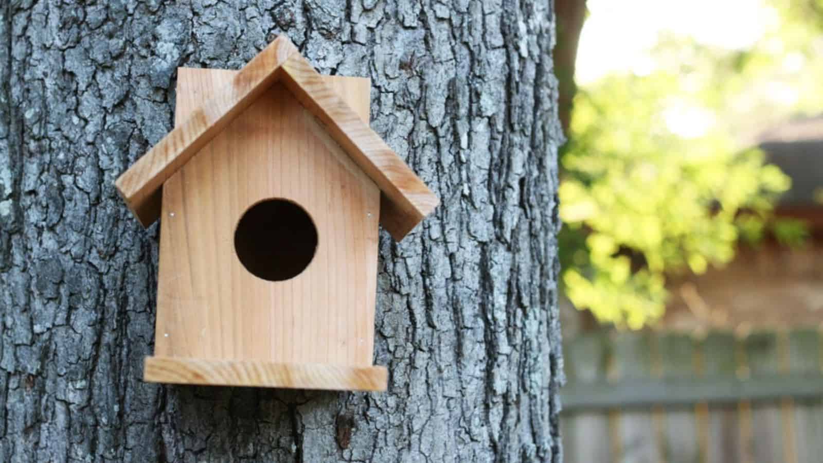 <p>A birdhouse is a great project for kids to build! The design is straightforward, and they can make it using wood glue and nails. Cedar fence pickets are the perfect outdoor material for resisting insects and the weather. <a href="https://www.ana-white.com/woodworking-projects/diy-birdhouse-one-cedar-fence-picket" rel="noreferrer noopener">Get the plans here.</a></p>