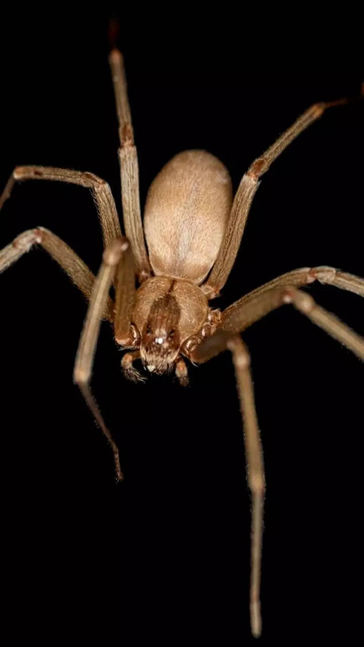 10 most dangerous spiders from across the world