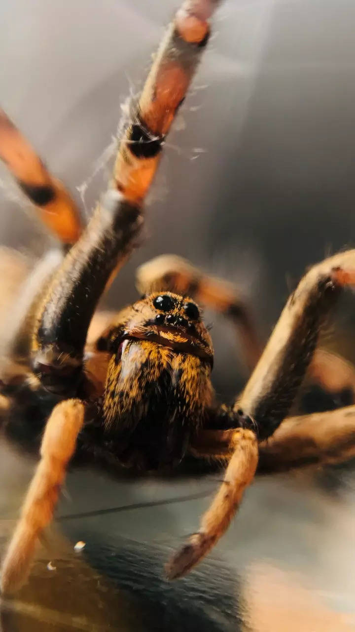 10 most dangerous spiders from across the world