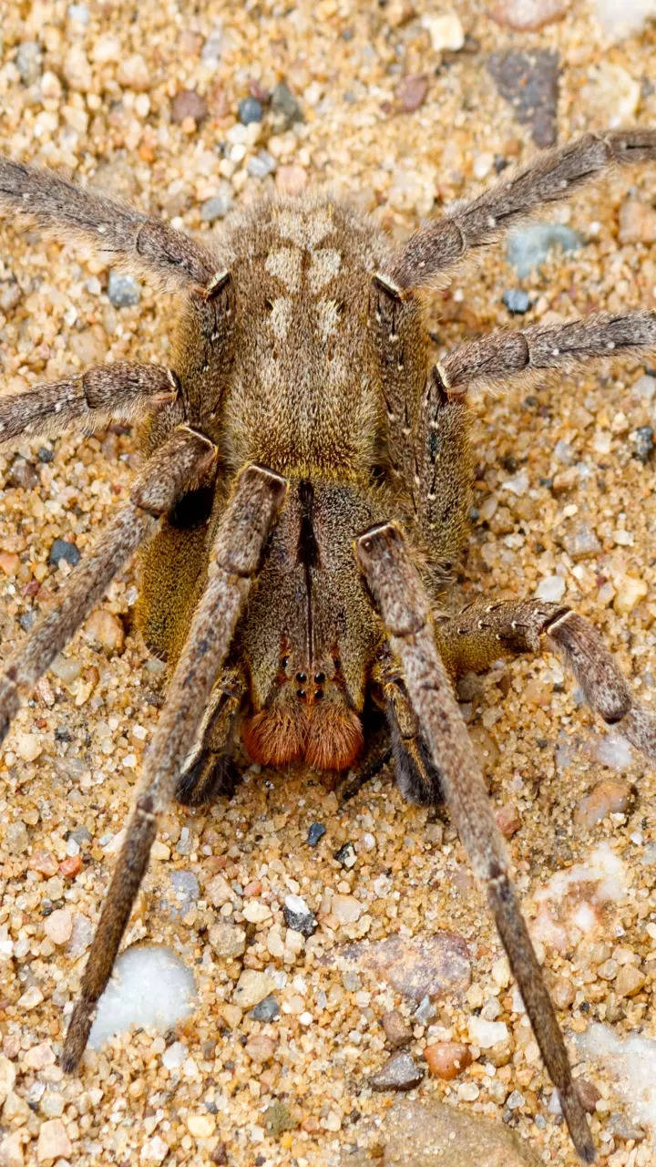 10 most dangerous spiders from across the world