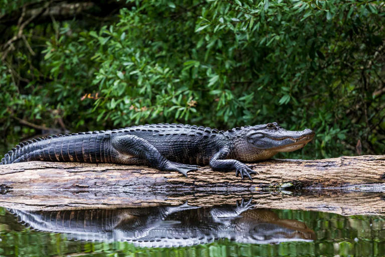 Florida’s Alligator-Infested Rivers: Can You Swim In the Rainbow River?