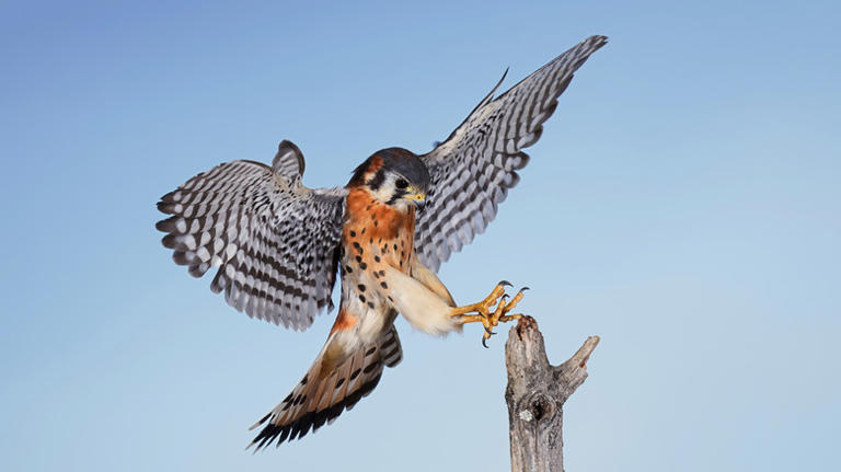 Easy Tips To Attract Falcons To Your Yard (and The Benefit Of Doing So)