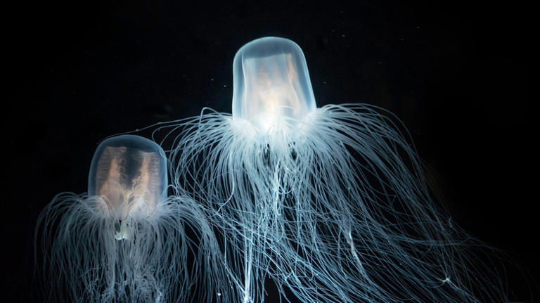 11 Types Of Jellyfish, Ranked By Danger Level