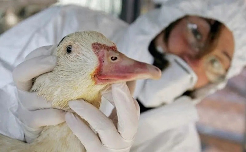 gripe aviar: la transmisión de la variante h5n1 a humanos inquieta a la oms